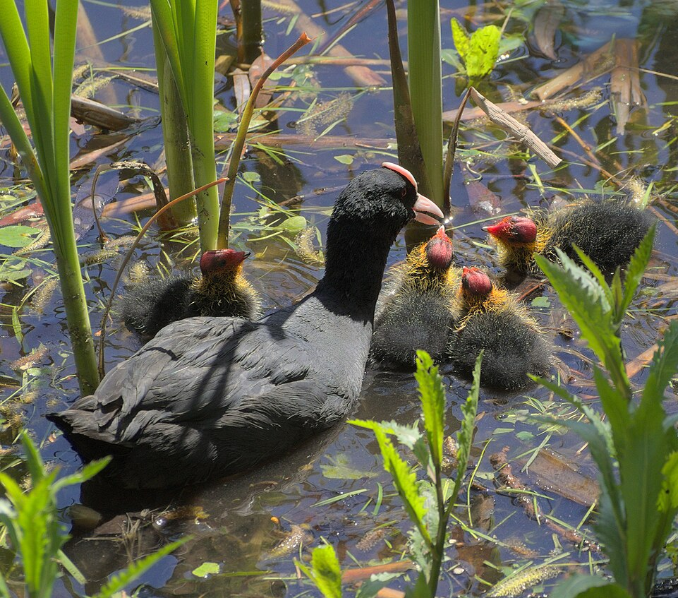 Топ-5 самых странных птенцов в мире
Топ-5 самых странных птенцов в мире