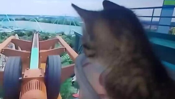 
        Аттракцион для&nbsp;котёнка    