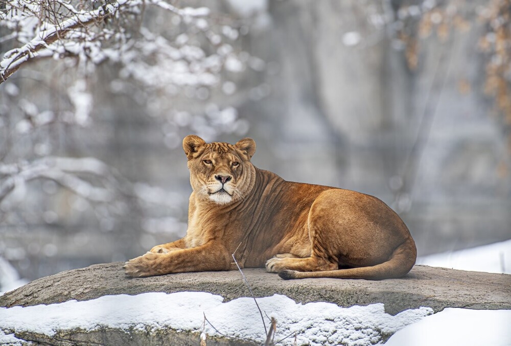 
        Мир&nbsp;животных-1    