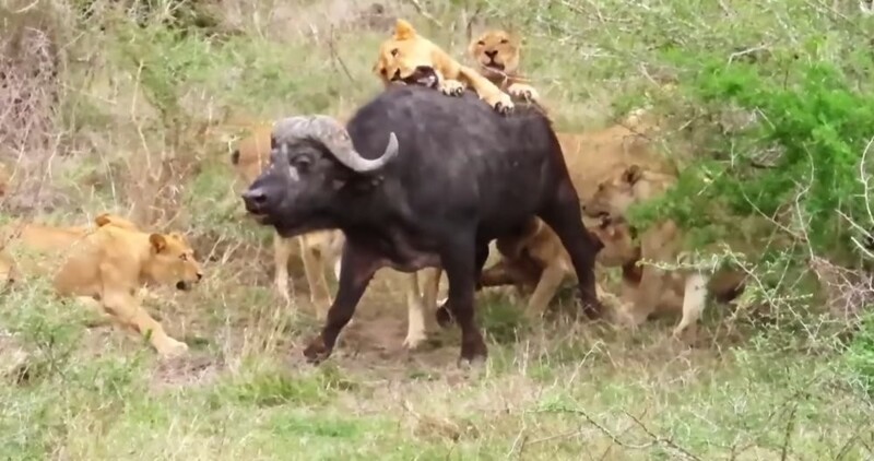 Буйволы спасли сородича от львов
Буйволы спасли сородича от львов