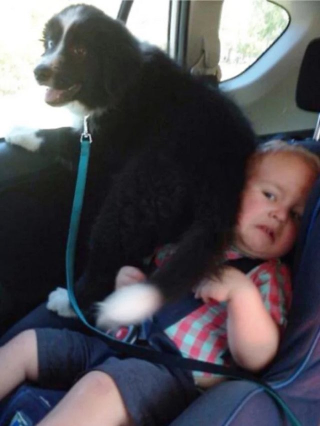 Смешные собаки, которым плевать на личное пространство (20 фото) Смешные собаки, которым плевать на личное пространство (20 фото)