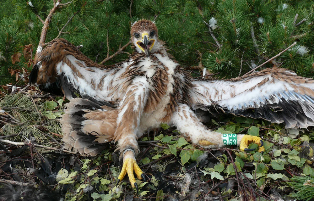 
        В&nbsp;40&nbsp;лет&nbsp;орёл разбивает себе клюв и&nbsp;вырывает все&nbsp;перья    