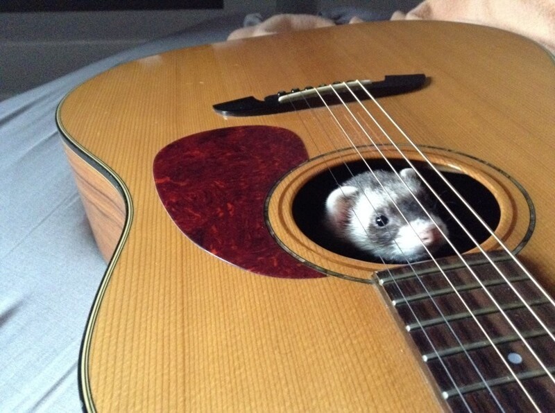 
        25&nbsp;животных, не&nbsp;рассчитавших траекторию и&nbsp;открывших закон подлости    