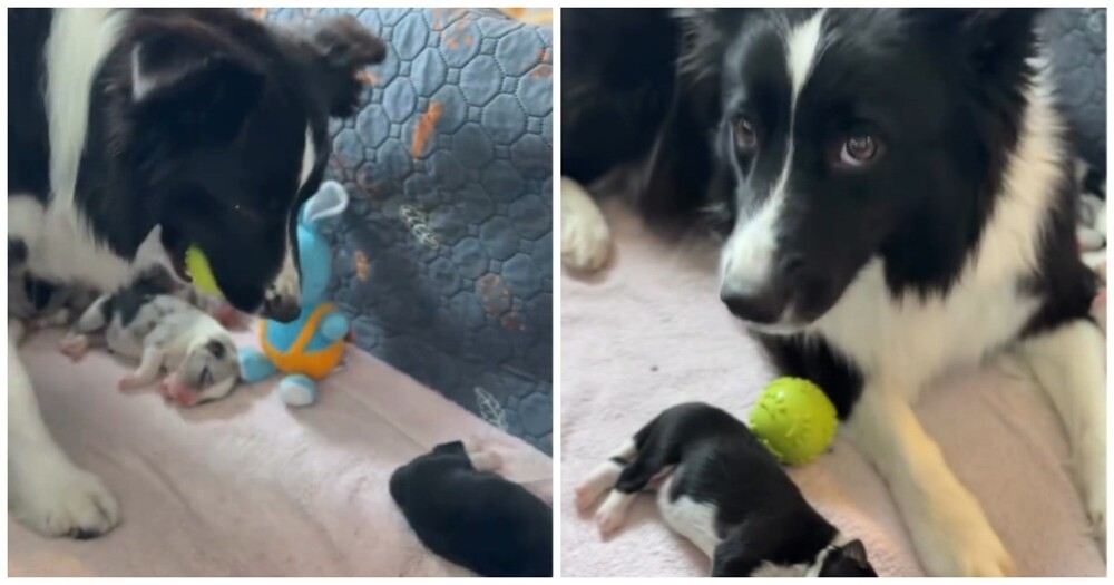 
        Собака расстроилась из-за того, что&nbsp;щенята не&nbsp;хотят играть с&nbsp;ней    