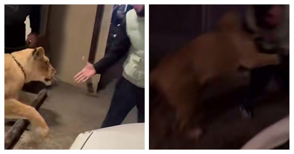 
        В&nbsp;Махачкале лев&nbsp;напал на&nbsp;прохожего, пытавшегося с&nbsp;ним&nbsp;поиграть    