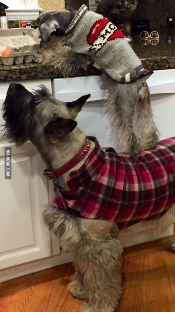 
        18&nbsp;случаев, когда животные превзошли людей в&nbsp;командной работе    