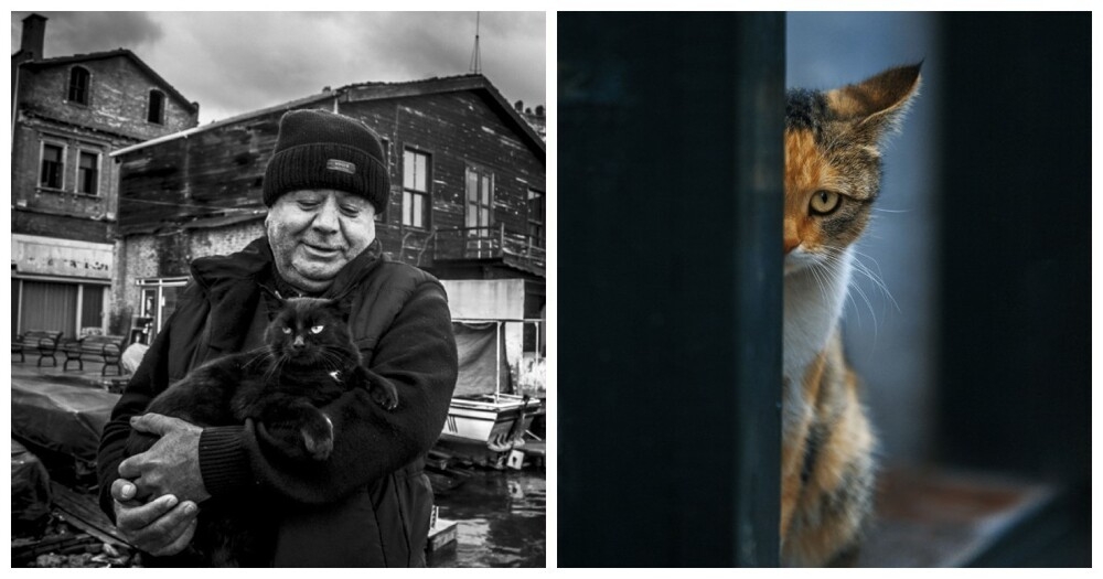 23 крупных плана уличных котов, которые доказывают, что пушистые главные на районе и в жизни
23 крупных плана уличных котов, которые доказывают, что пушистые главные на районе и в жизни