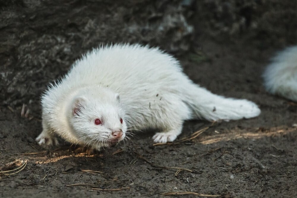 
        Мир&nbsp;животных-4    