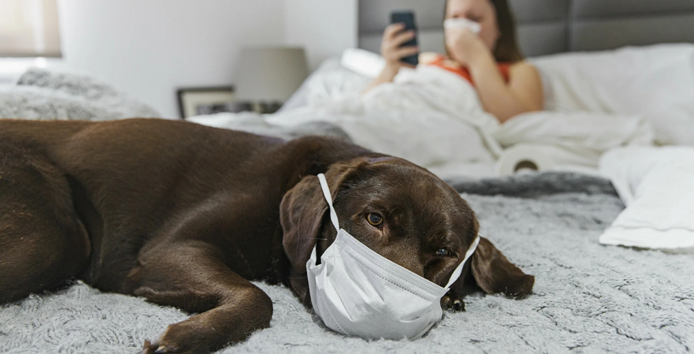 Почему животные не заражаются человеческими болезнями и наоборот?
Почему животные не заражаются человеческими болезнями и наоборот?