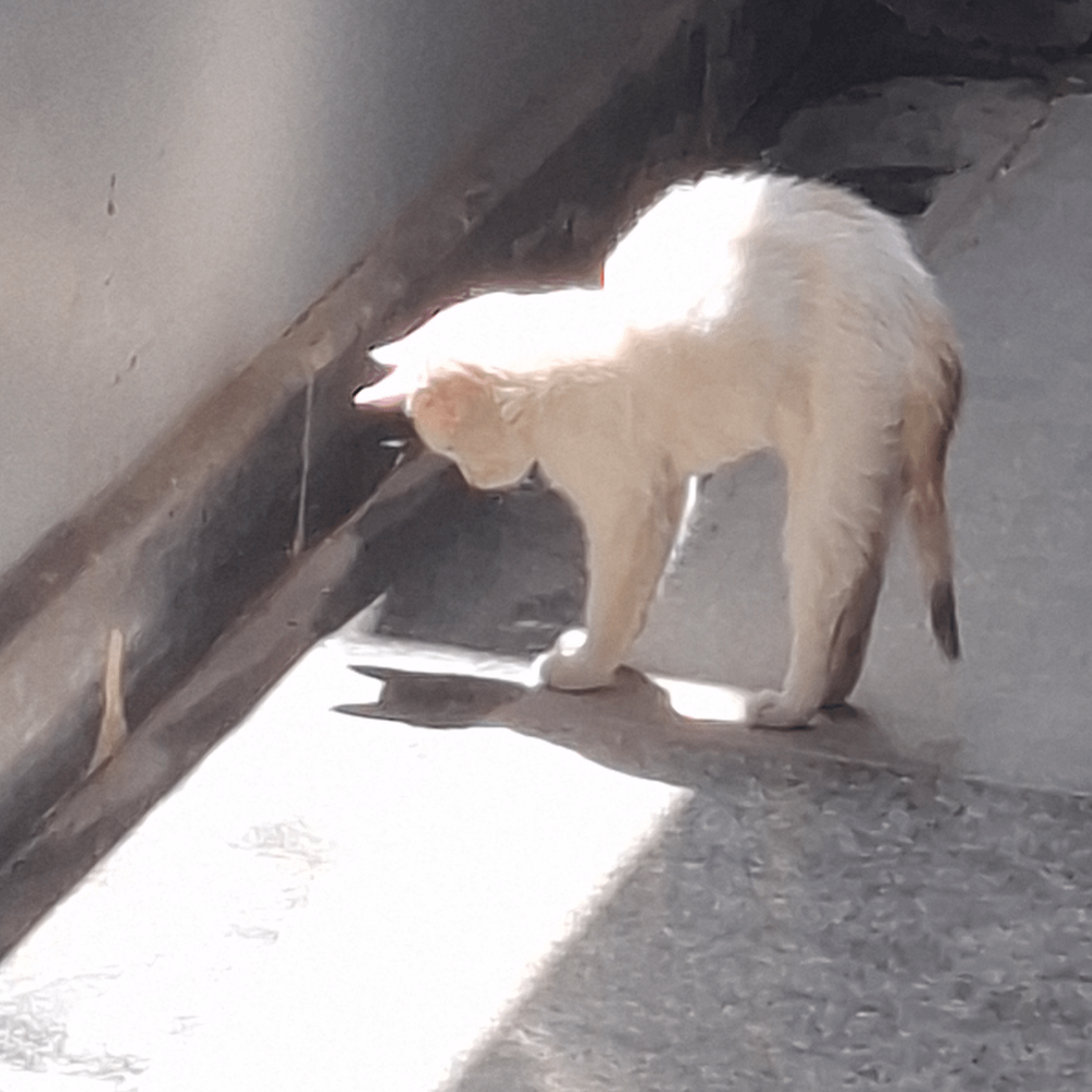 
        20&nbsp;снимков, на&nbsp;которых котики отжигают по&nbsp;полной    