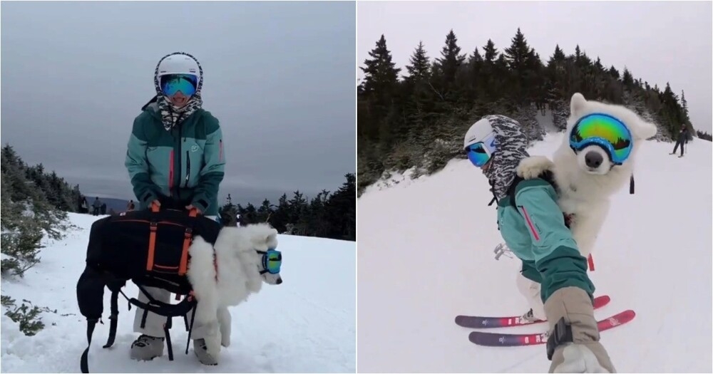 
        Девушка показала, как&nbsp;она&nbsp;вместе со&nbsp;своей собакой катается на&nbsp;лыжах    