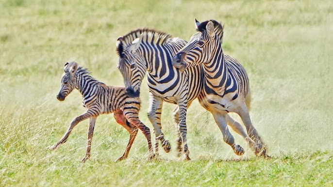 
        Зебры: не&nbsp;бегут от&nbsp;льва, а&nbsp;дают бой!    