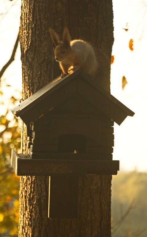 
        Мир&nbsp;животных-4    