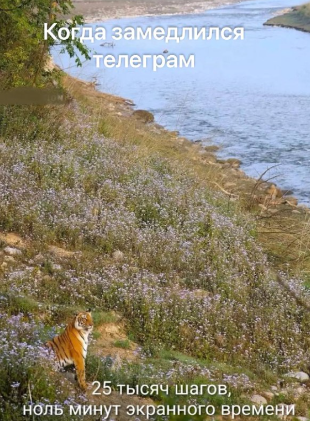 Подборка мемов про блокировку "Телеграма"