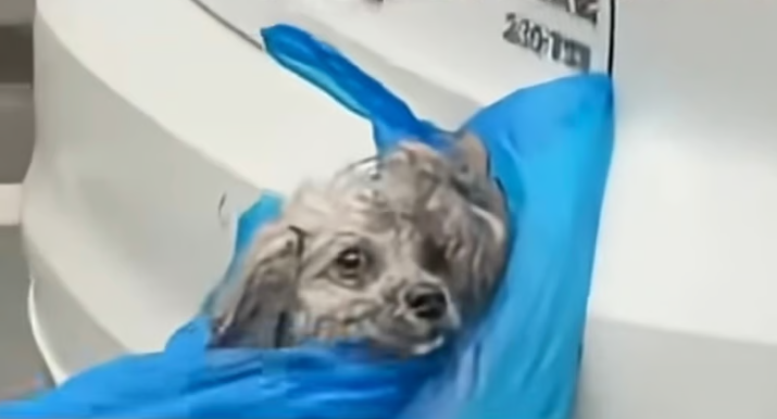 
        Мешки с&nbsp;лапками: дикий способ перевозки собак и&nbsp;кошек китайцами    