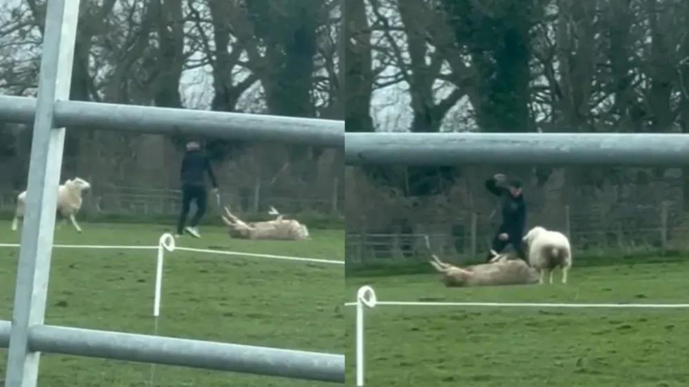 Мужчина спас овцу, которая лежала на спине и не могла перевернуться
Мужчина спас овцу, которая лежала на спине и не могла перевернуться