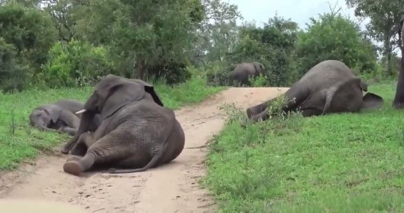 
        Пьяные слоны не&nbsp;могут стоять на&nbsp;ногах    