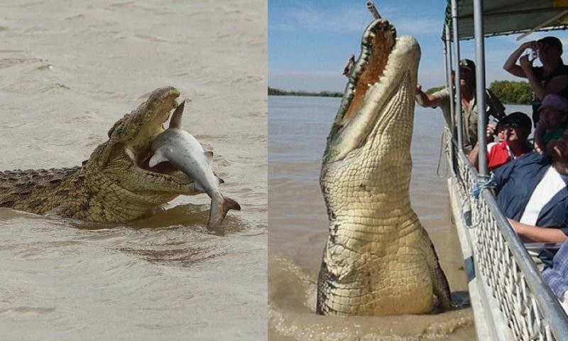 
        Гребнистый крокодил: так&nbsp;вырос, что&nbsp;ушёл в&nbsp;океан    