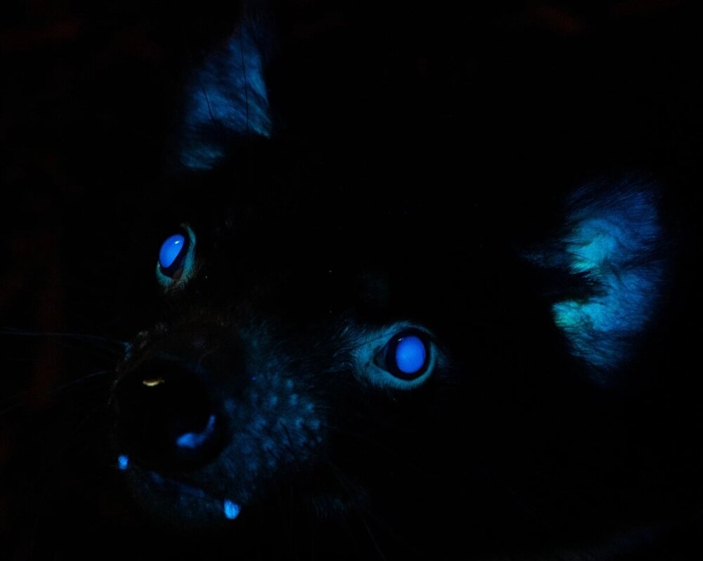 
        Тасманский дьявол: буйный хищник с&nbsp;кучей странностей    