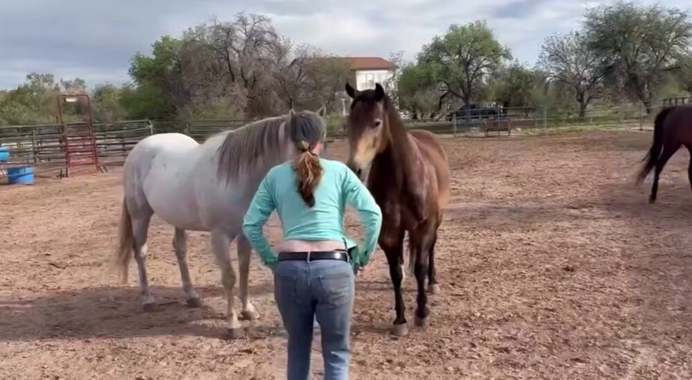 
        Реакция лошадей на&nbsp;грудь женщины    