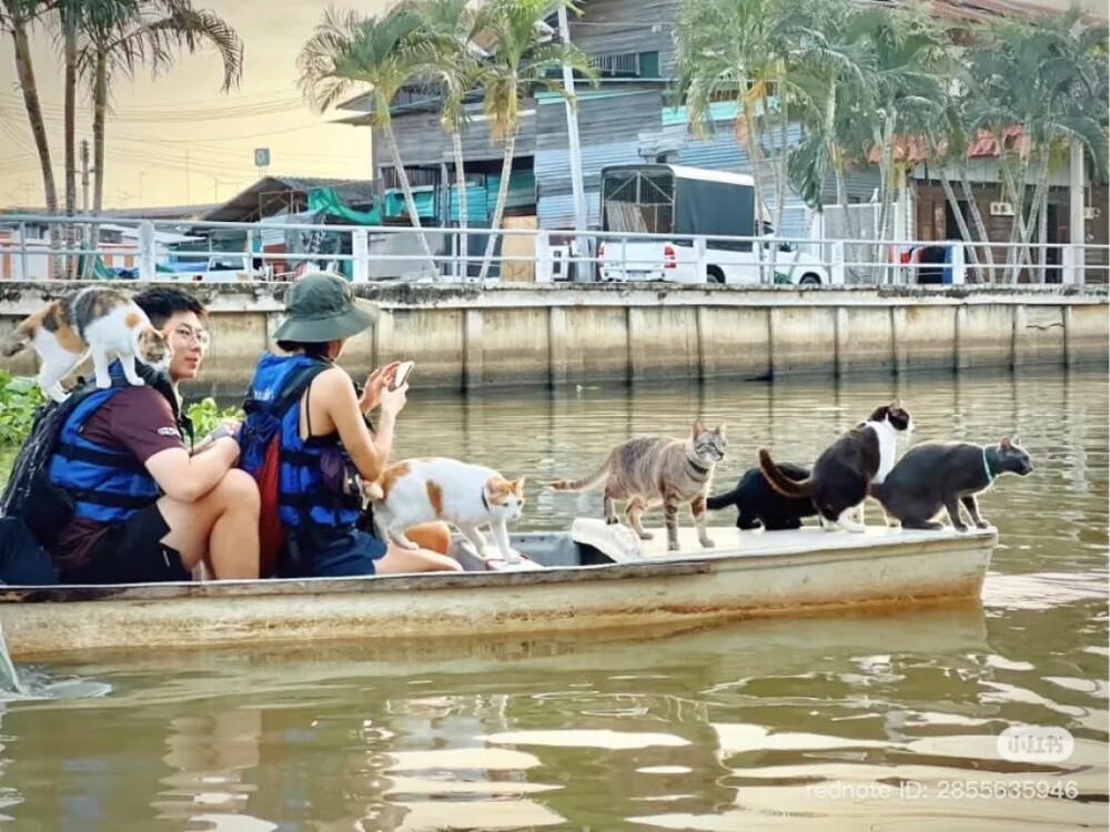 В Бангкоке мужчина катает туристов на лодках с котами
В Бангкоке мужчина катает туристов на лодках с котами