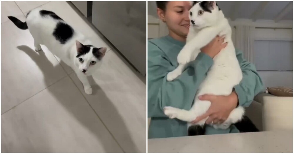 Кошка с необычным нервным тиком
Кошка с необычным нервным тиком