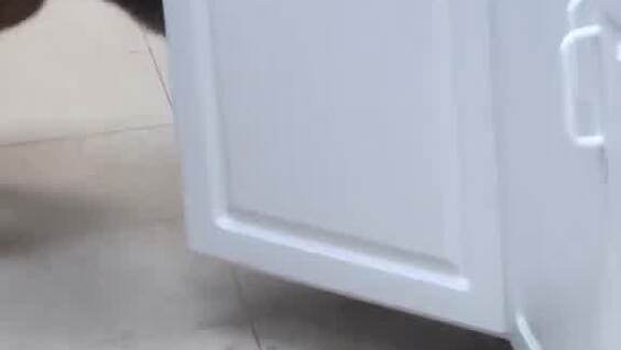 Пёс помогает найти кошку, постоянно исчезающую перед закрытием приюта
Пёс помогает найти кошку, постоянно исчезающую перед закрытием приюта