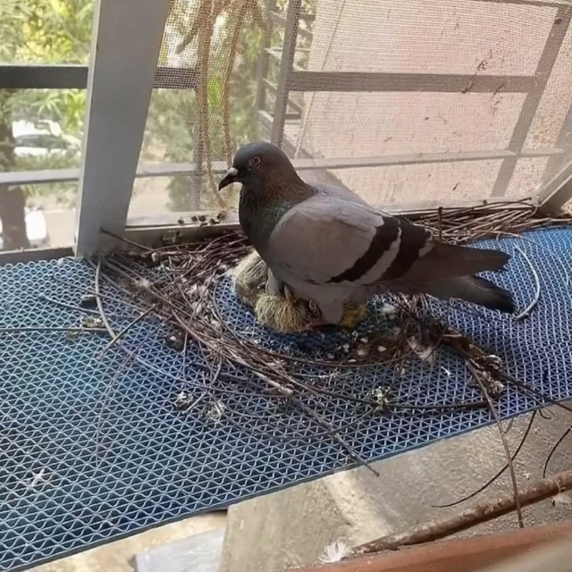 Как голуби строят свои гнезда: (7 фото + видео)