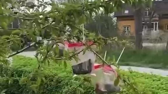 
        Хитрый приём норвежских садоводов для&nbsp;удобного сбора ягод    