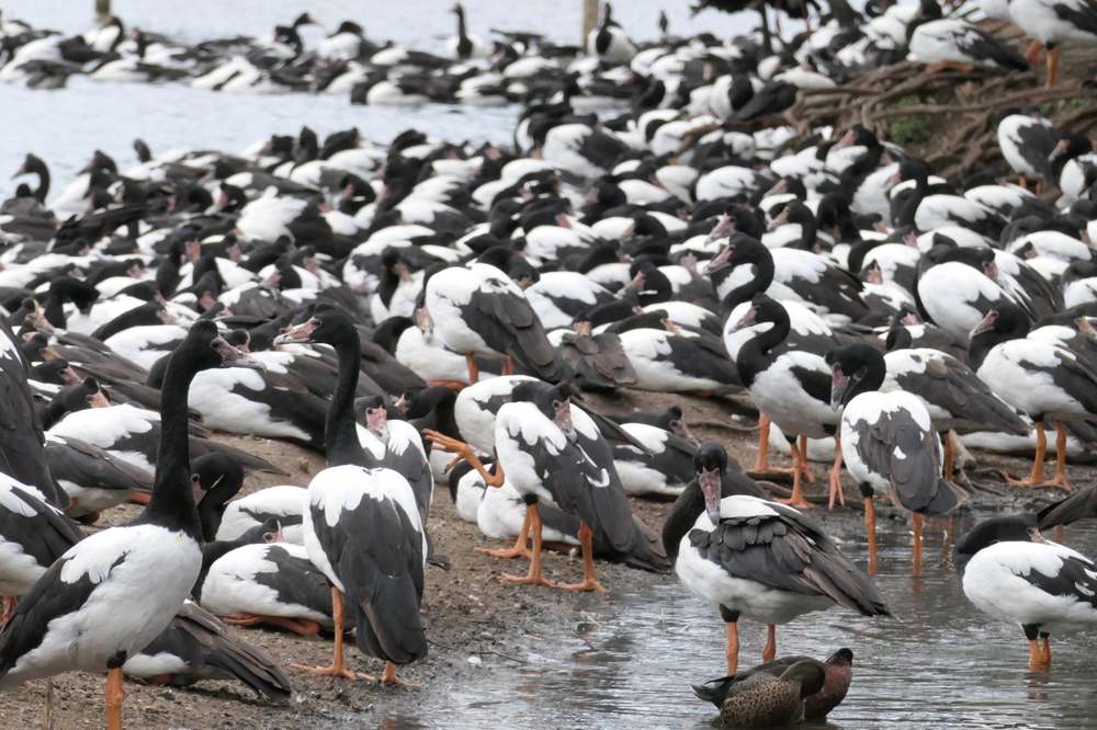 
        Сорока-гусь: как&nbsp;гаремные семьи помогли выжить?    