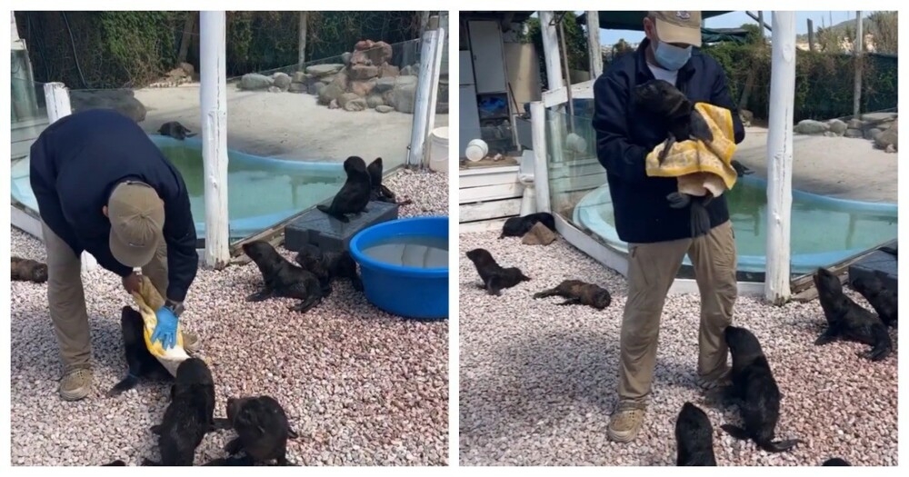 
        Утро детёнышей морских львов    