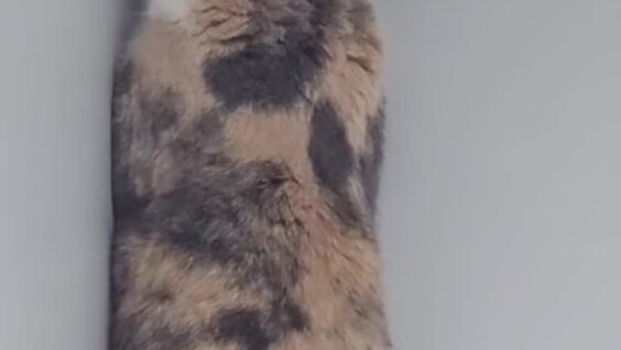 
        Кошка попыталась спрятаться от&nbsp;врача и&nbsp;хозяйки    