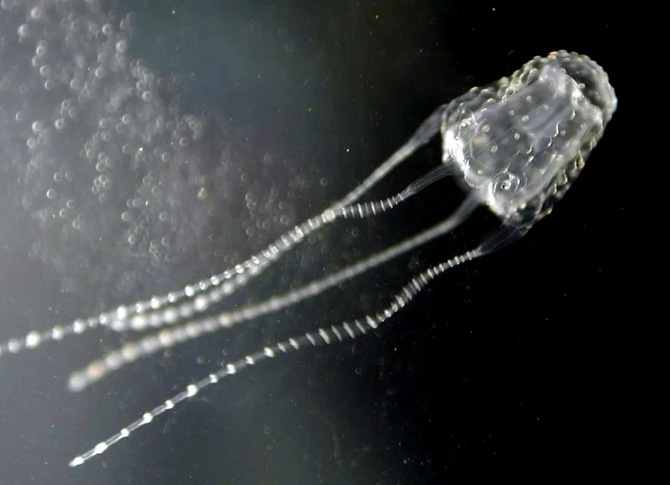 
        Медуза Ируканджи: её&nbsp;укус вызывает сумасшествие    