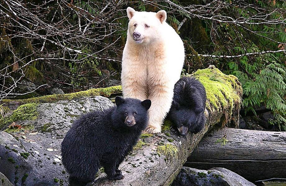 
        Барибал: американский медведь. Чем&nbsp;он&nbsp;отличается от&nbsp;русского?    