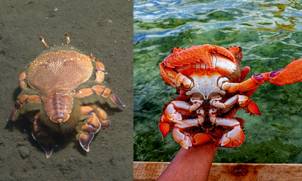 
        Лягушачий краб: существо между раком и&nbsp;крабом    