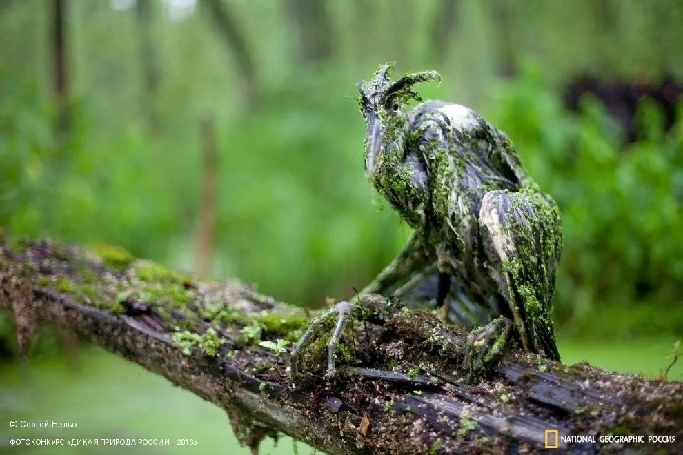 
        Фотографии дикой природы, которые могут удивить любого    