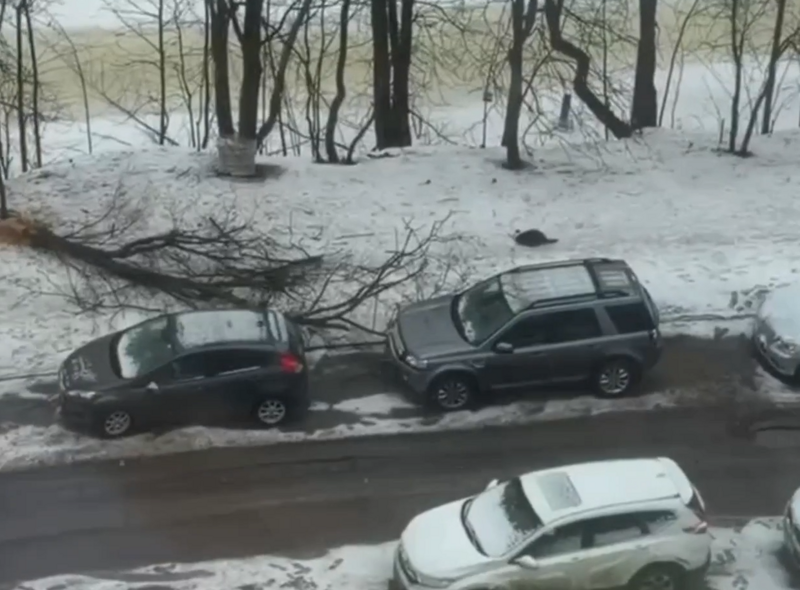 
        Бобёр устроил &laquo;лесозаготовку&raquo; во&nbsp;дворе и&nbsp;повалил дерево на&nbsp;припаркованные машины    