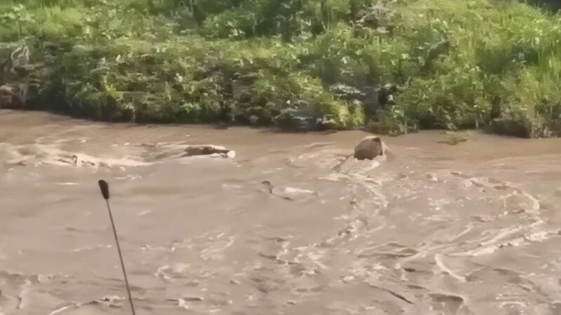 
        Лев&nbsp;чуть не&nbsp;стал обедом крокодила    