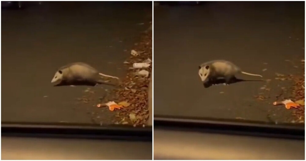 
        Опоссум продемонстрировал свой талант⁠⁠    