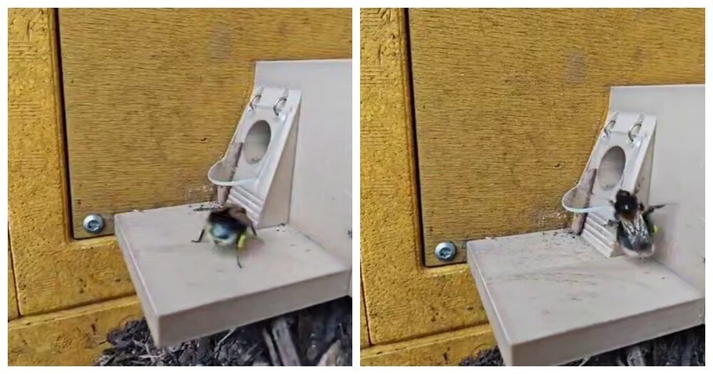 Обучение королевы шмелей
Обучение королевы шмелей