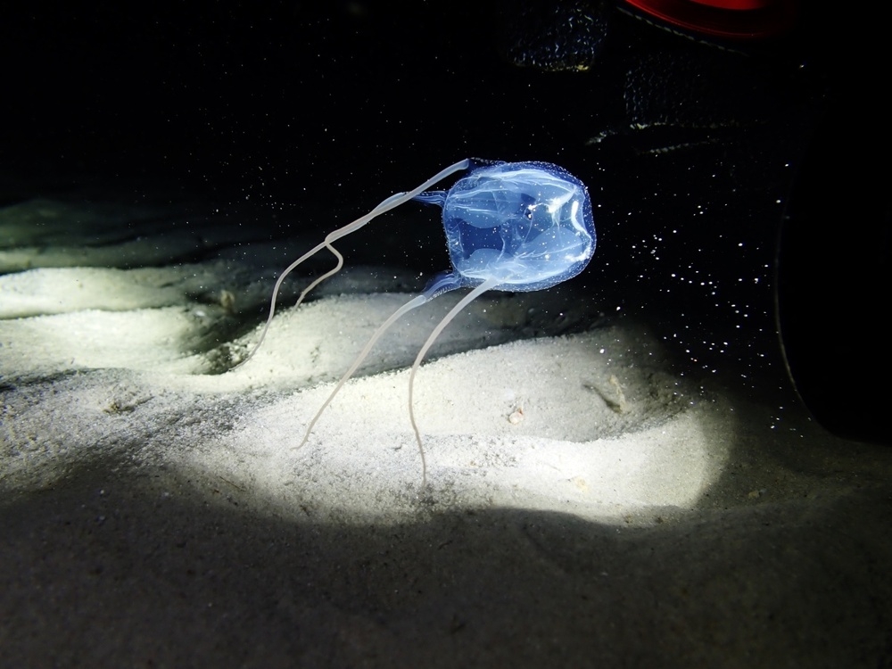 
        Медуза Ируканджи: её&nbsp;укус вызывает сумасшествие    