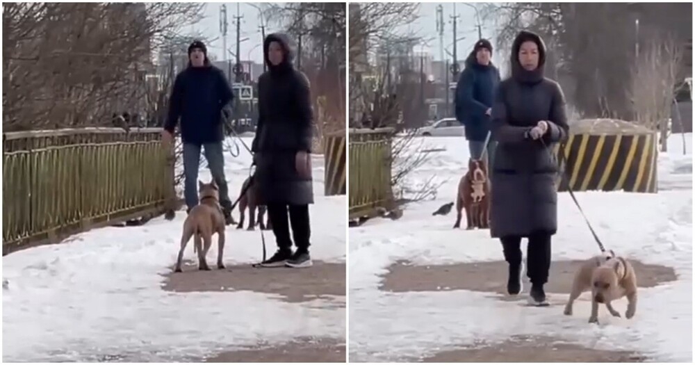 
        Конфликт женщины с&nbsp;собачниками    