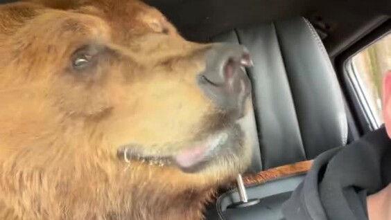 
        Русский косолапый катается на&nbsp;Гелике и&nbsp;шокирует иностранцев    