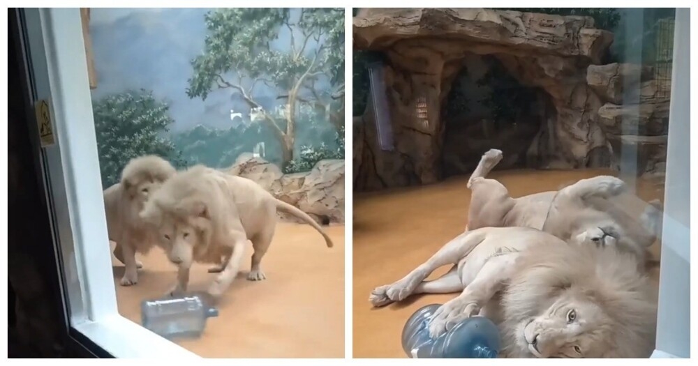 
        Львы играют с&nbsp;большой бутылкой    