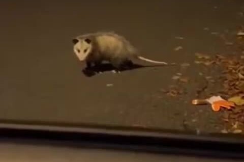 
        Опоссум продемонстрировал свой талант⁠⁠    