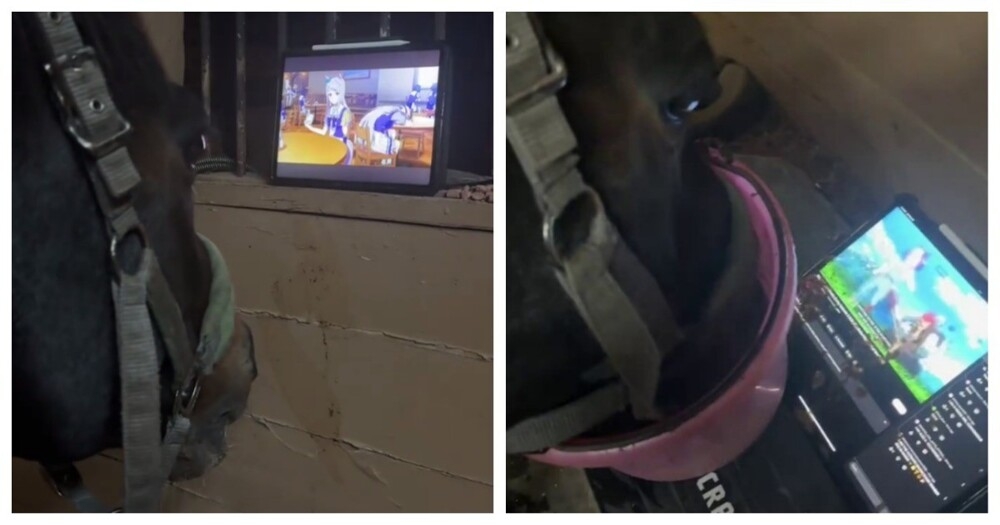 
        Конь-анимешник    