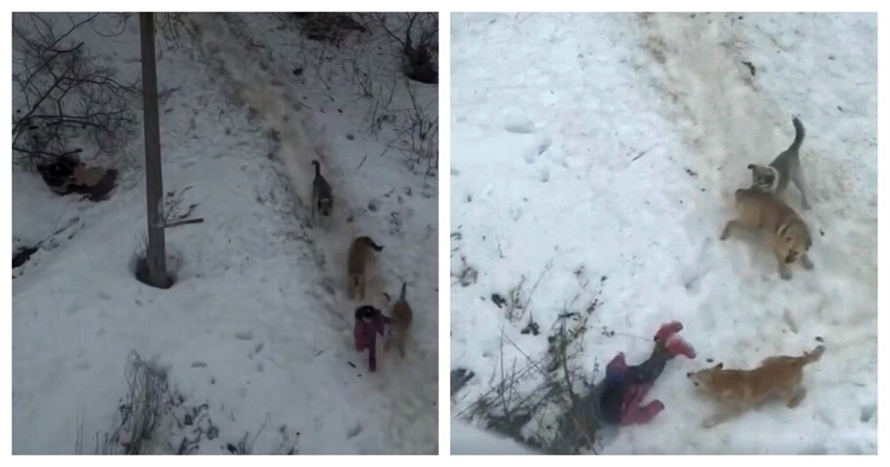 
        Девочка отбилась от&nbsp;стаи собак в&nbsp;Пермском крае    