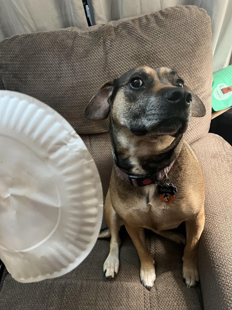 
        25&nbsp;фотороботов прелестных подозреваемых в&nbsp;совершении преступлений по&nbsp;уничтожению домашнего порядка    