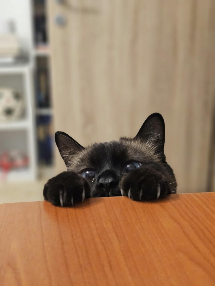 
        30&nbsp;снимков, доказывающих, что&nbsp;мимимишность спасёт мир    