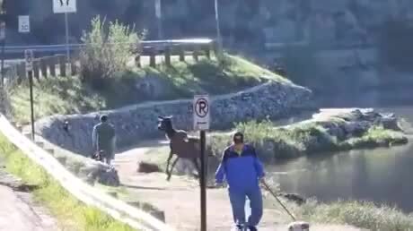 
        Во&nbsp;время пробежки к&nbsp;американцу неожиданно присоединился олень    